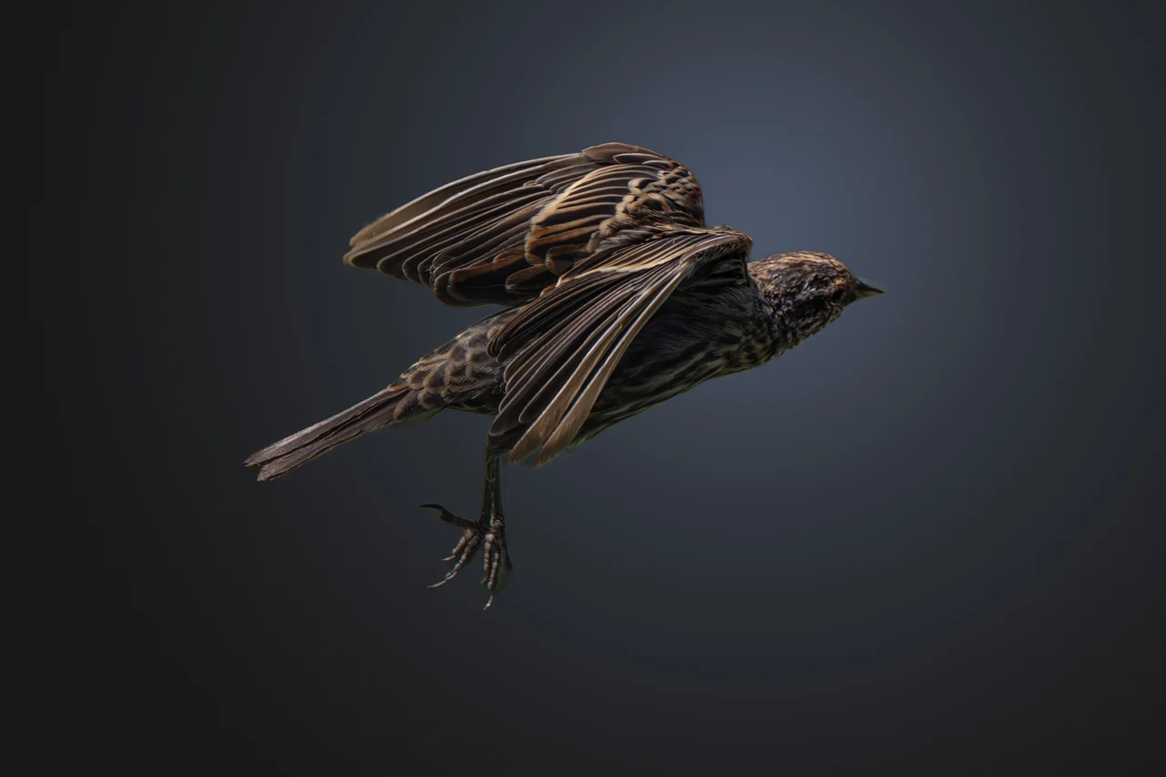 A small brown bird flies with its wings raised against a dark background.