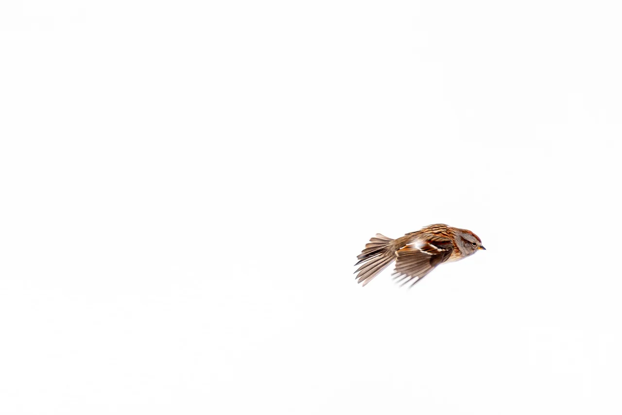 A small brown bird flies across a bright white winter background.