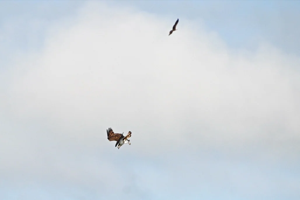 Two birds circle at different heights against a pale blue sky.