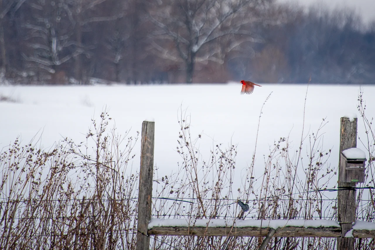 A red cardinal flies above a snowy field and a wooden fence.