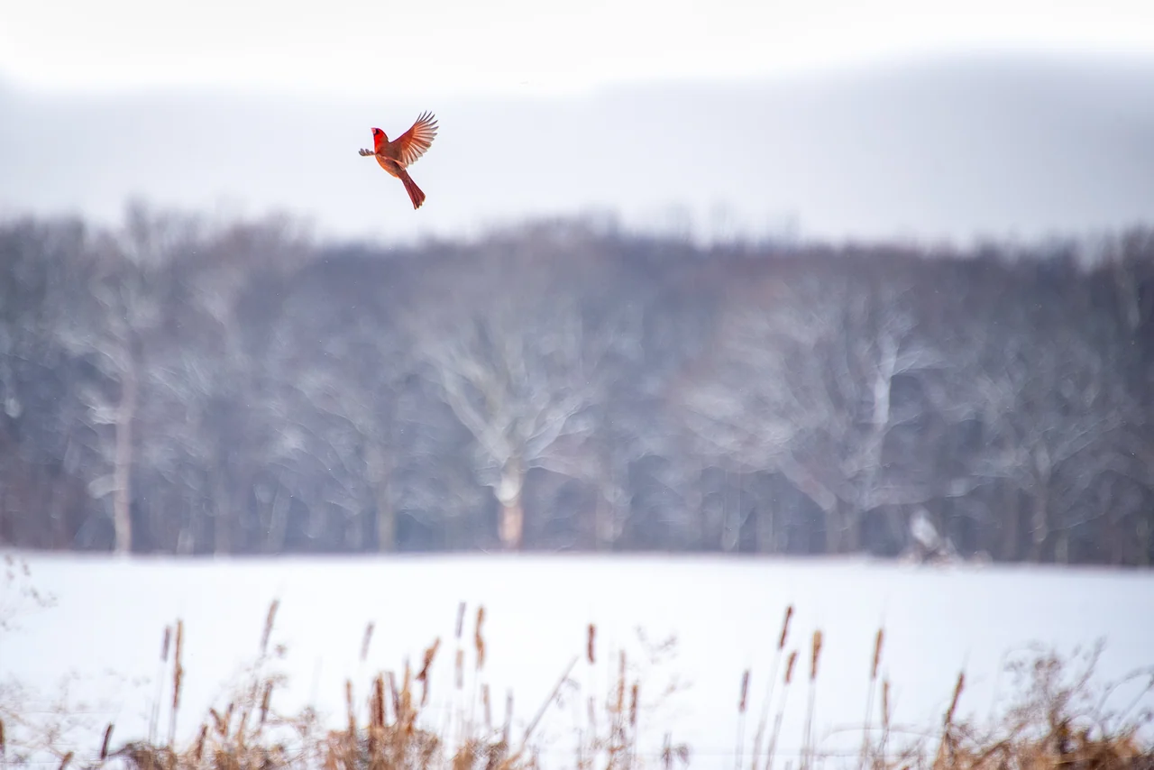 A red cardinal takes flight above a snow-covered field and woodland.
