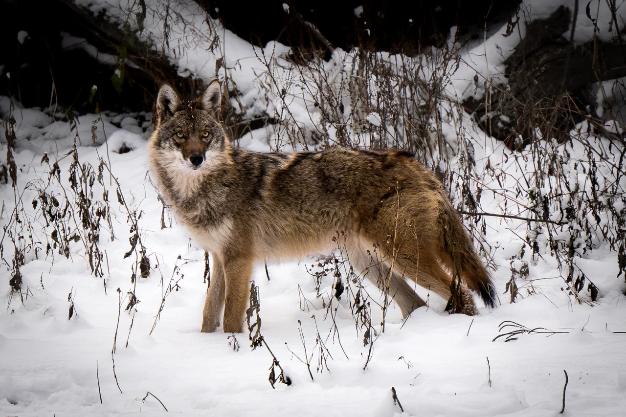 A coyote pauses in snow among bare trees and low vegetation.