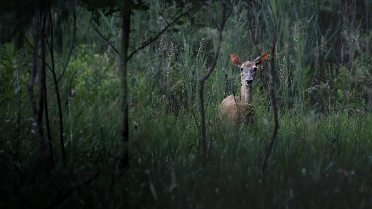A deer looks toward the camera from dense green woodland.