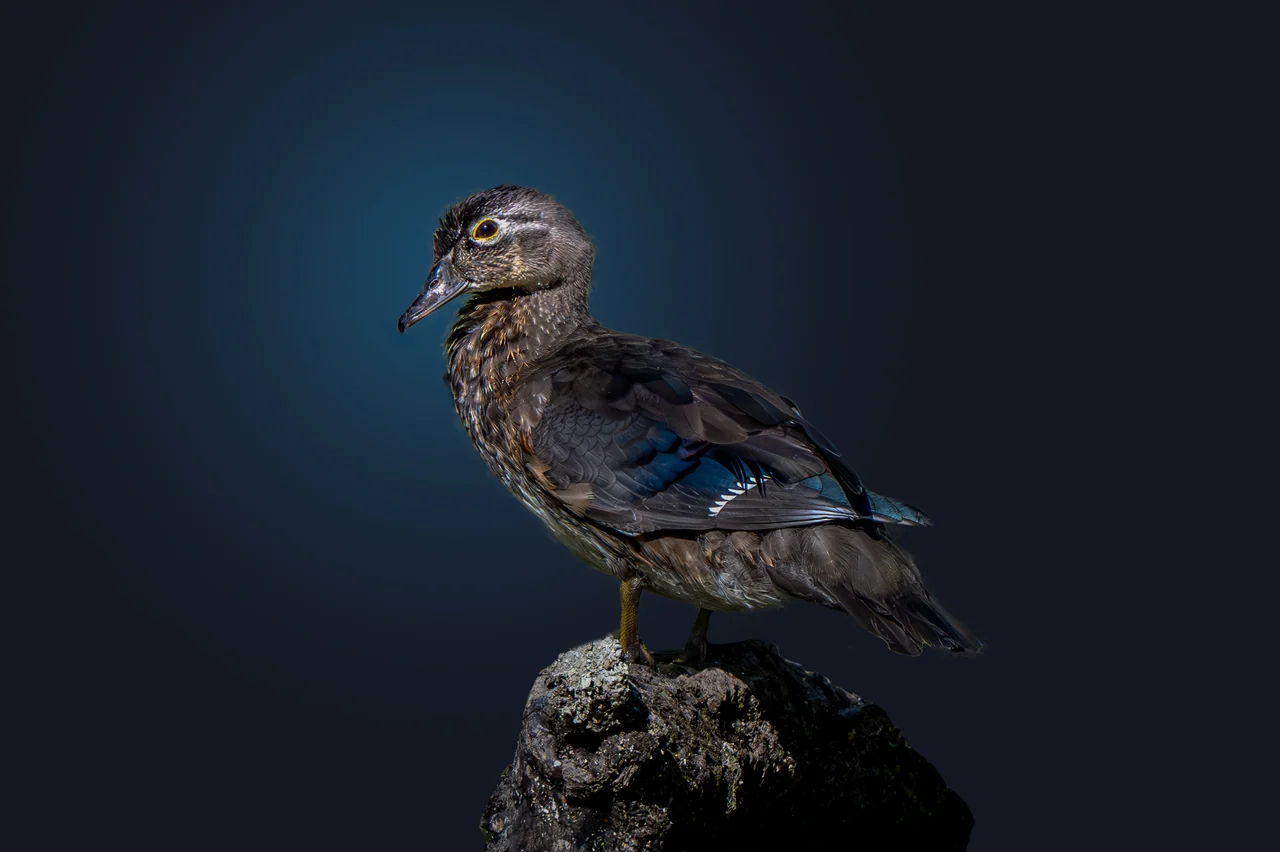 A duck with blue wing feathers rests on a rough perch against a dark background.