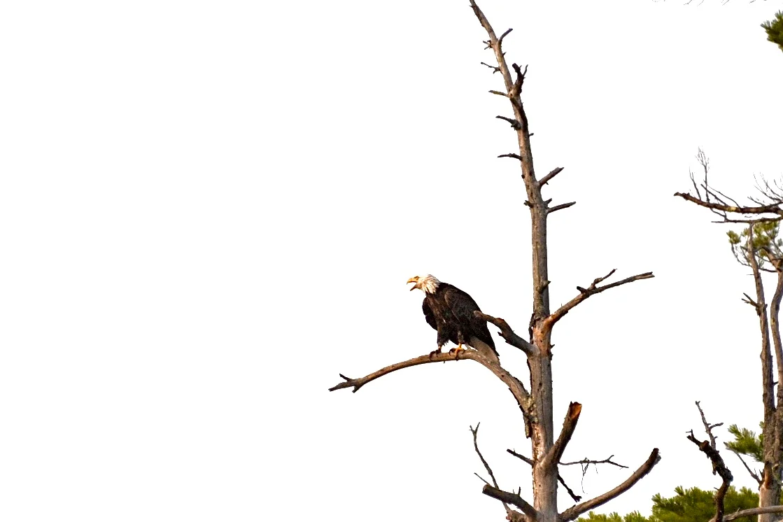A bald eagle perches on a bare branch against a pale sky.