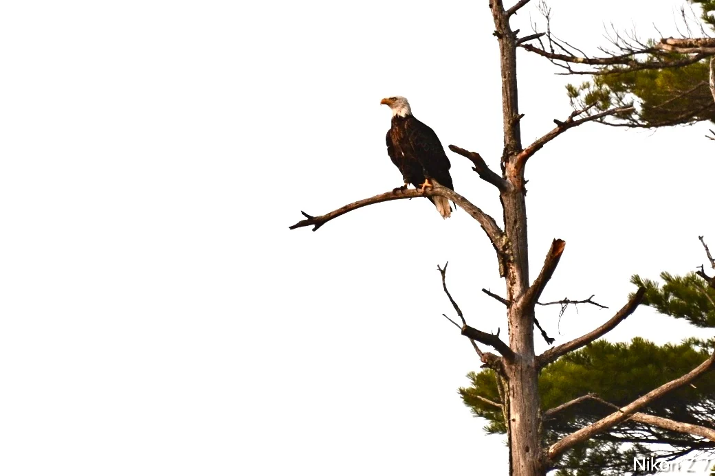 A bald eagle watches from a branch beside a tall tree trunk.