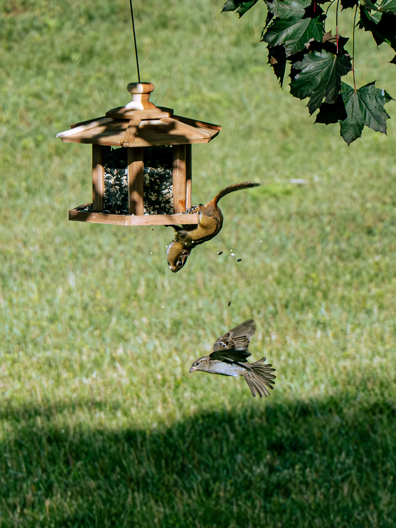 Birds fly and perch around a hanging feeder above green grass.