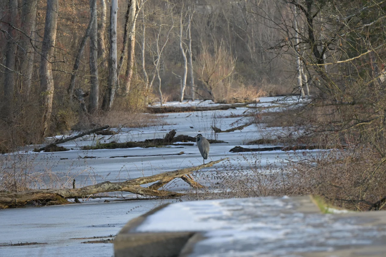 A heron stands beside a fallen log in a partly frozen woodland creek.