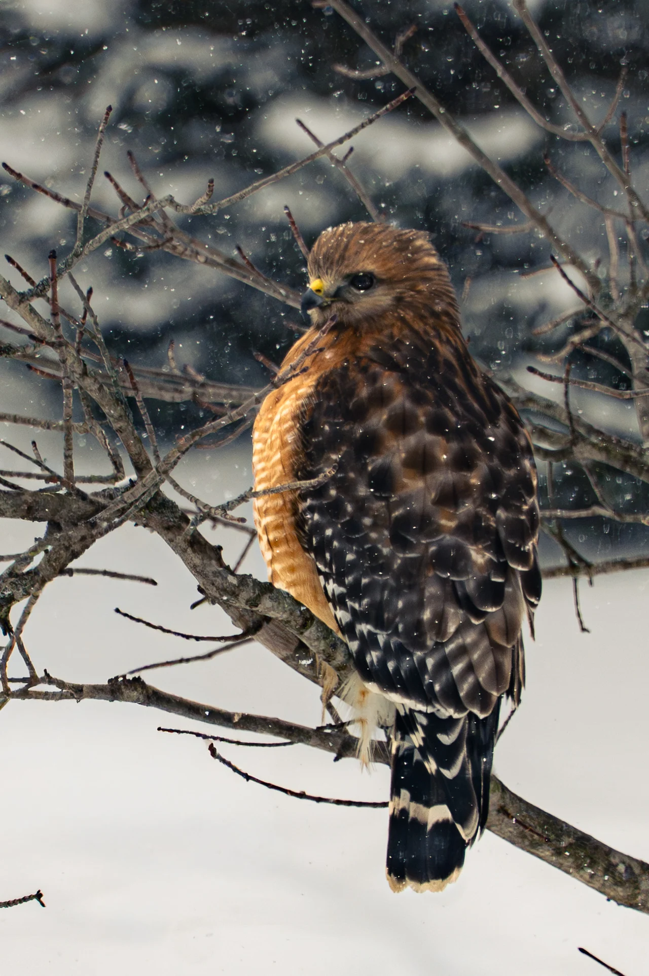 A red-shouldered hawk perches among bare branches in falling snow.
