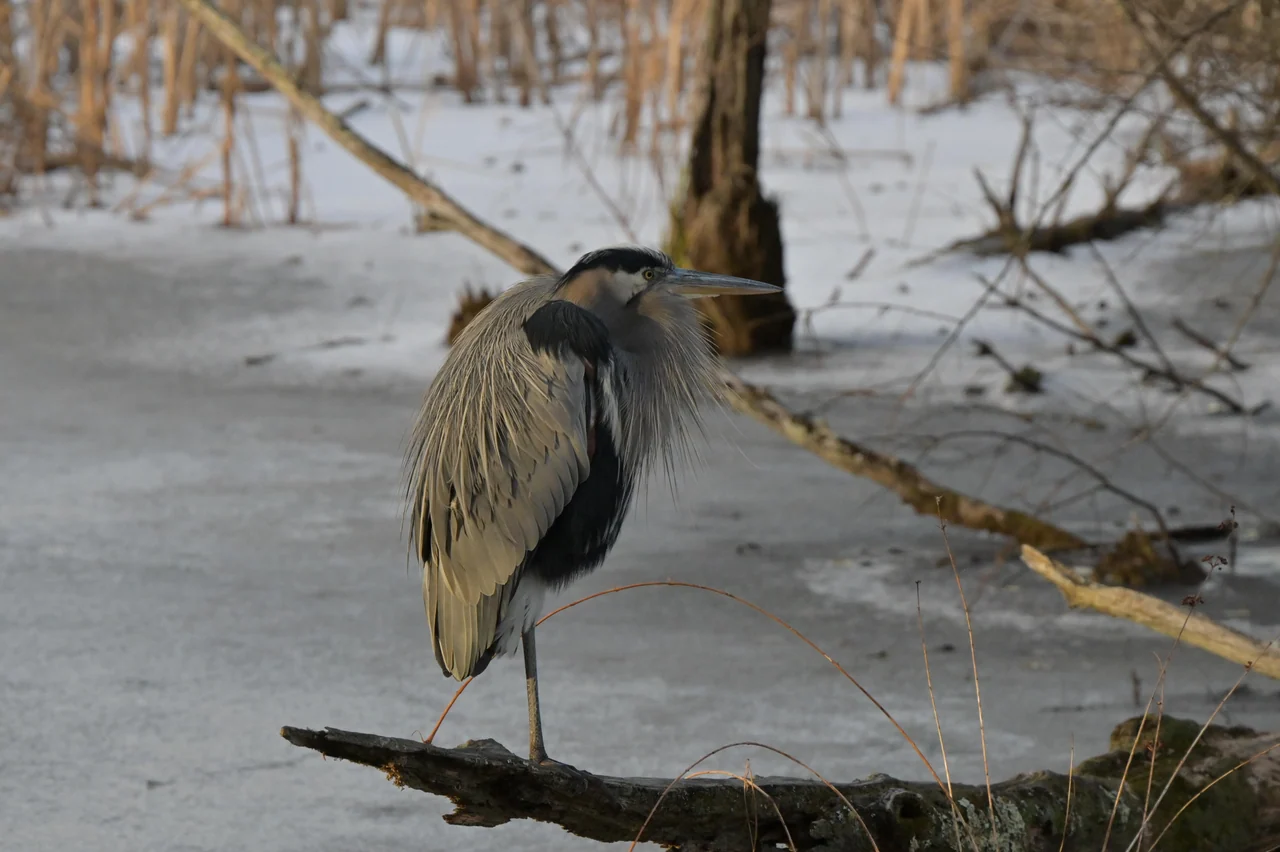 A heron stands on one leg beside a snowy woodland creek.