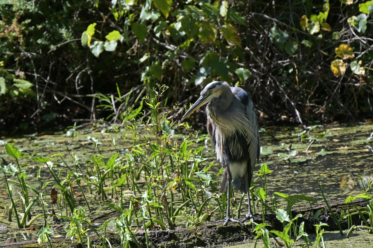 A heron stands in a sunlit wetland among green plants.