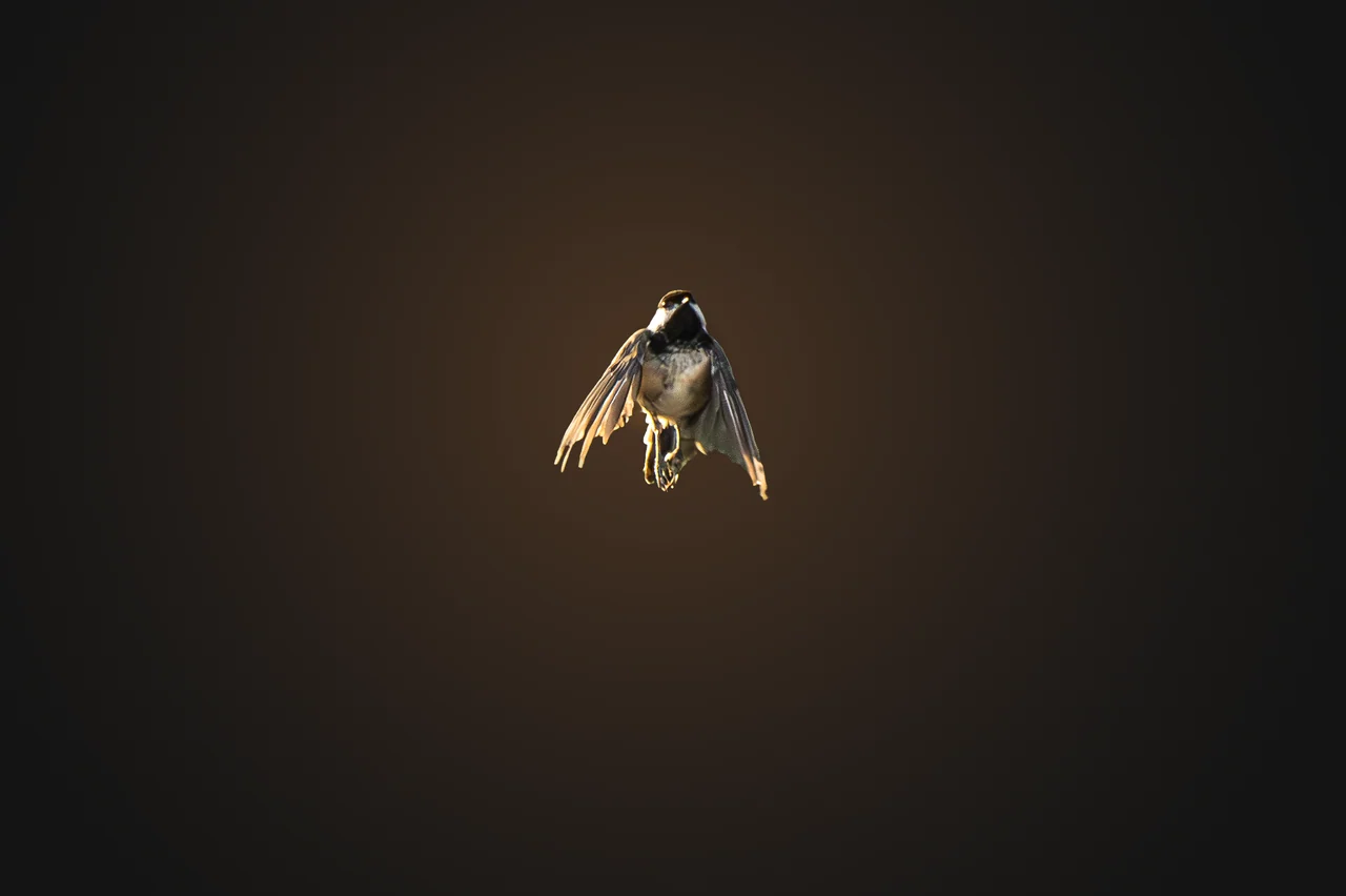 A small bird faces the camera in flight with its wings lowered.