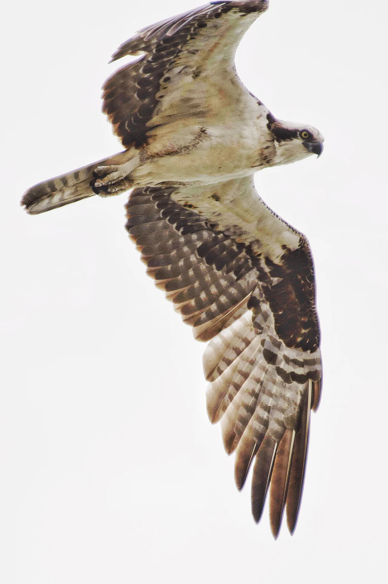 An osprey banks with its wings spread against a bright white sky.