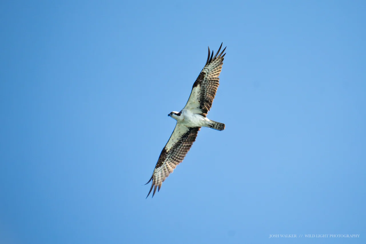 An osprey glides with outstretched wings against a clear blue sky.