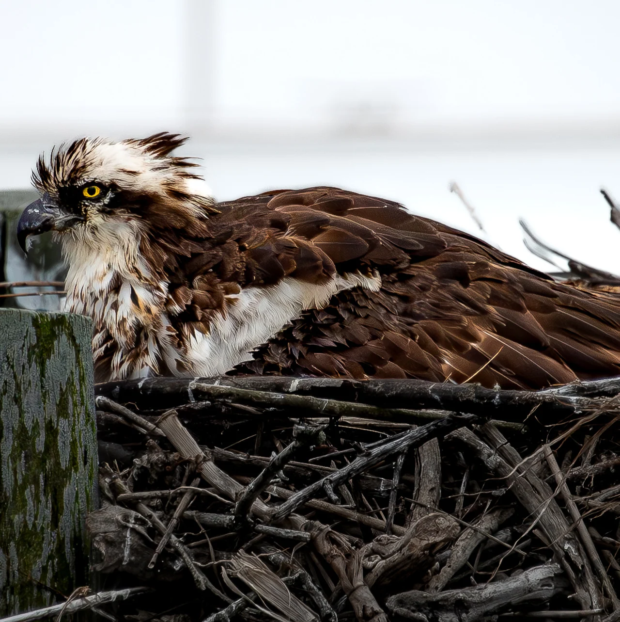 An osprey rests in a nest of branches.
