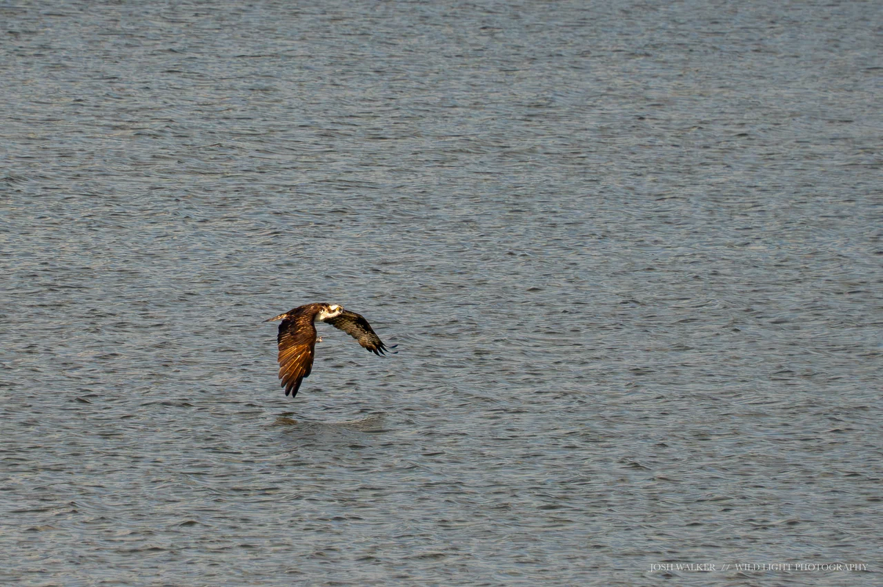 An osprey flies over rippling gray water.