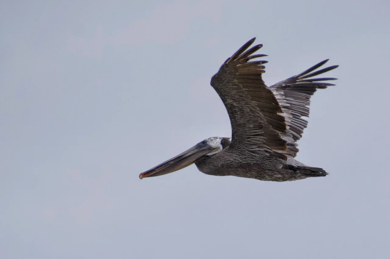 A pelican glides with broad wings extended against a pale sky.