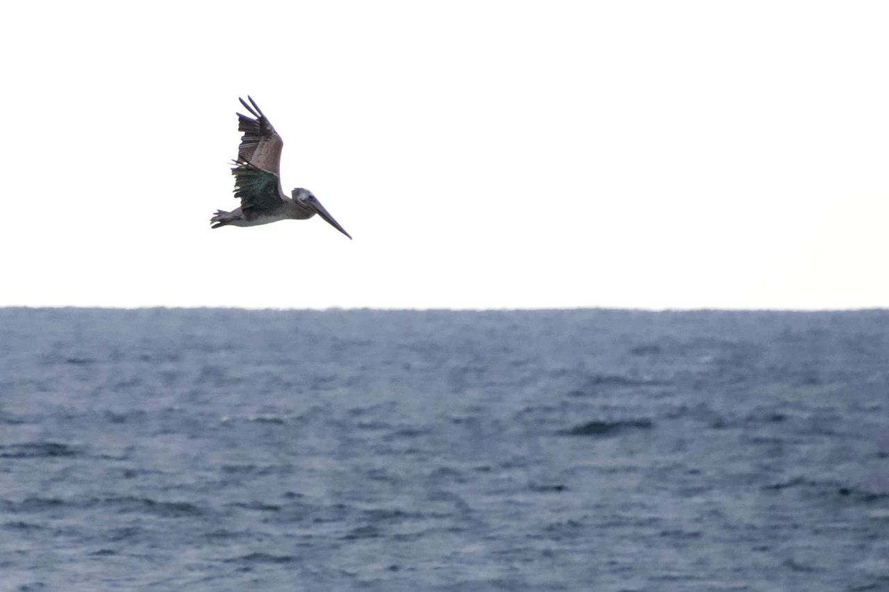 A pelican banks over a blue ocean.