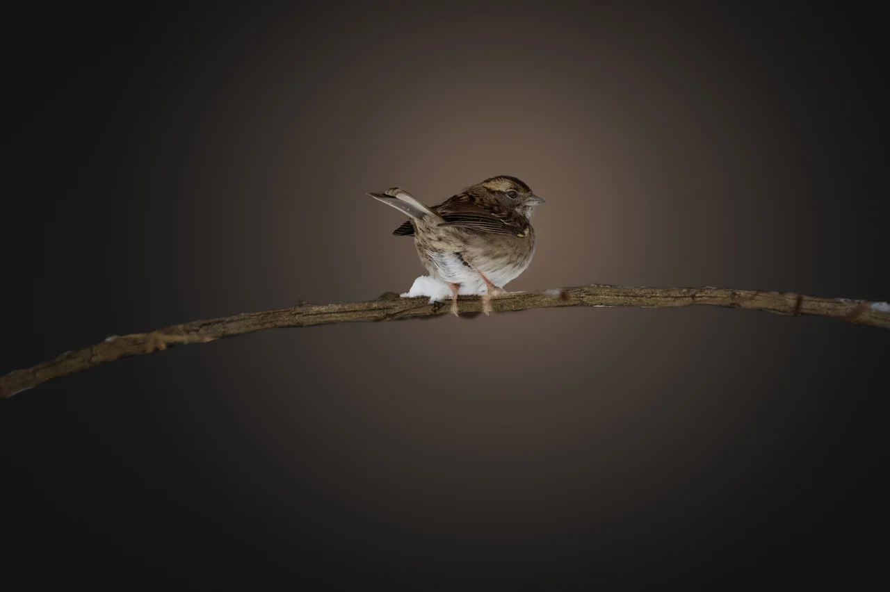A small brown bird rests on a slender branch against a softly blurred background.