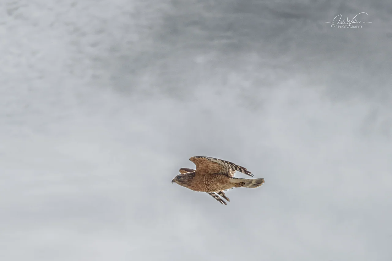 A hawk flies low over a softly blurred snowy landscape.