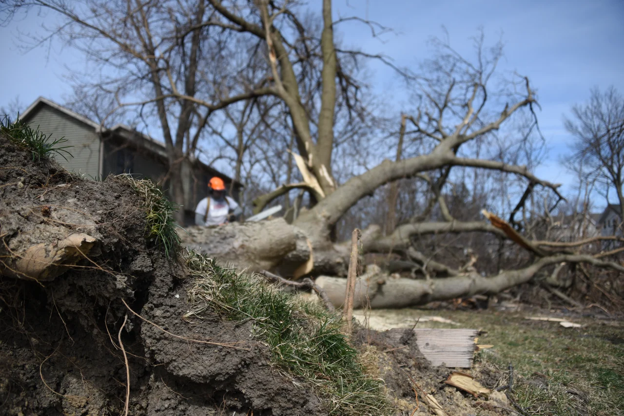 A volunteer works behind the roots and branches of an uprooted tree.