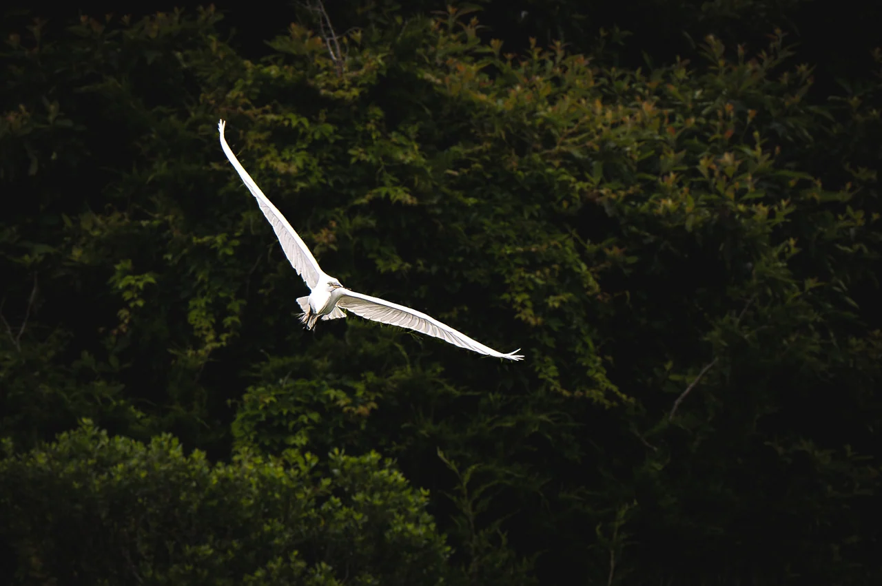 A white bird banks in flight against dark green woodland.