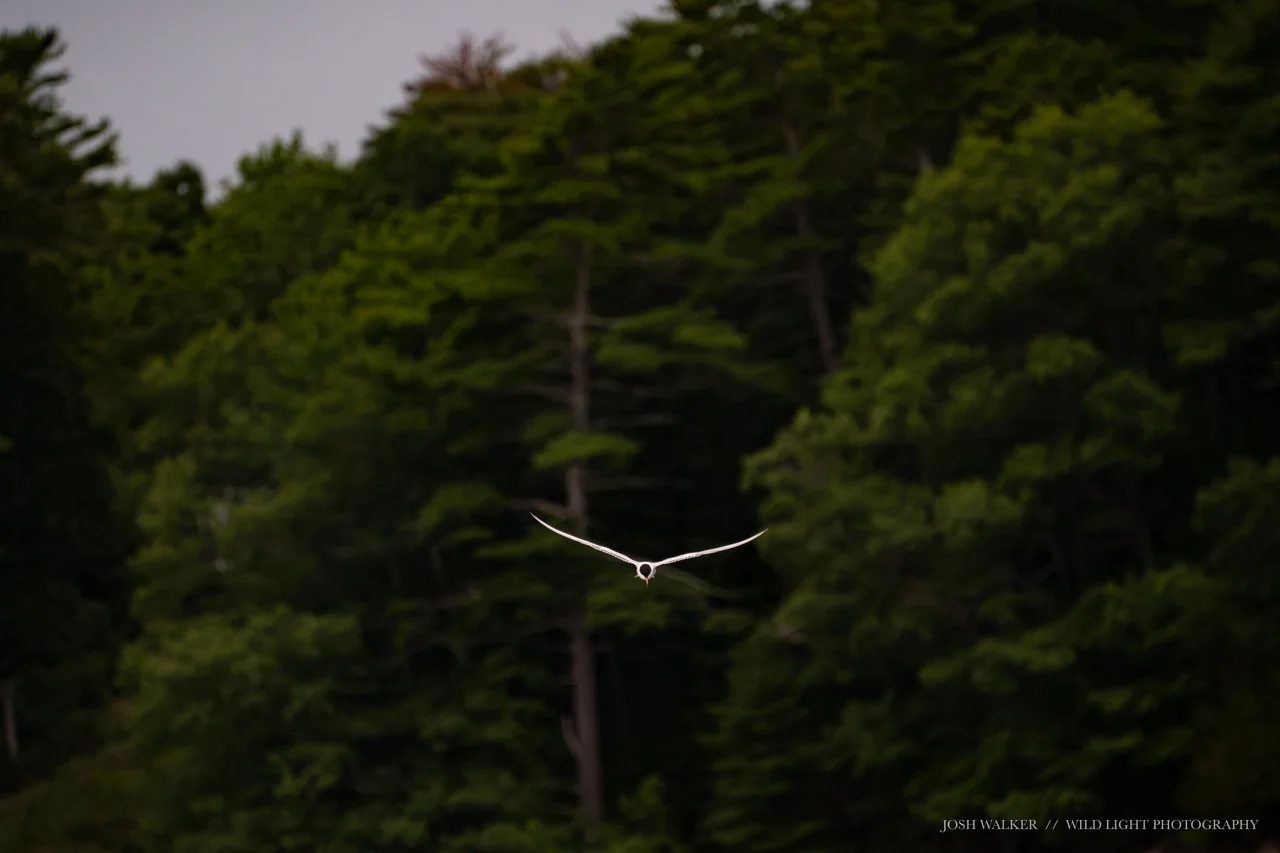A bird flies toward the camera in front of a dark green forest.