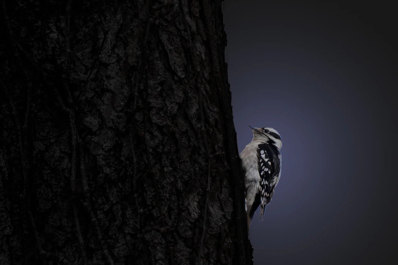 A black-and-white woodpecker clings to a dark tree trunk.